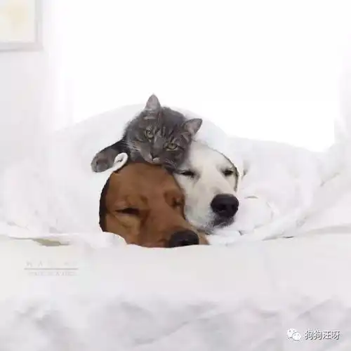 一只猫和两只狗的爱情,没有狗血桥段,非常暖的哟