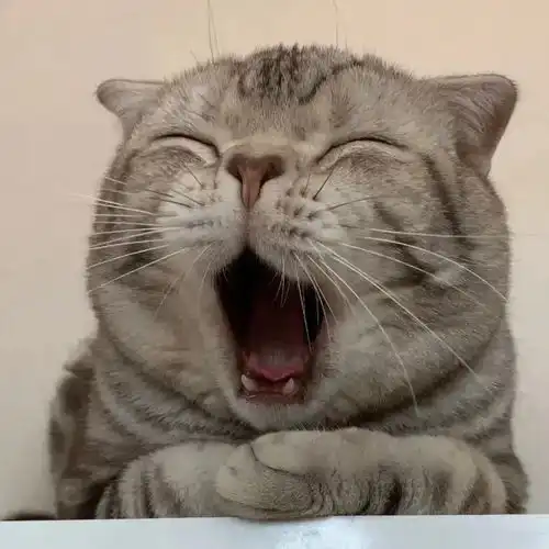  吧唧你不进来看看我吗甜甜的猫