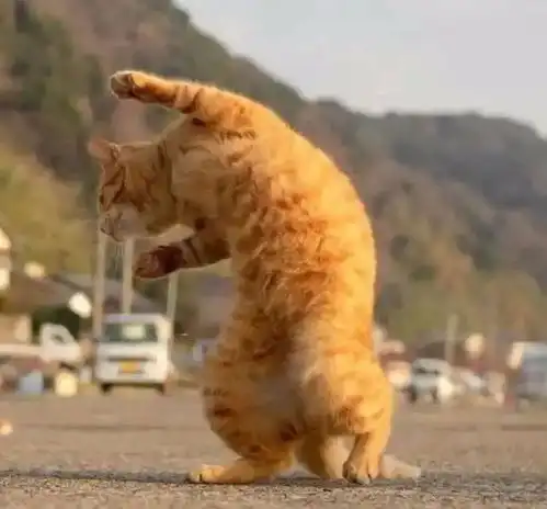  战斗吧拳击猫,猫喵干啥啥不行,打铲屎官第一名