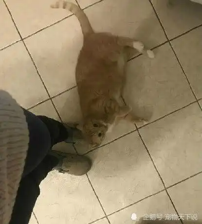  为什么被遗弃过的猫咪在领养后,会变得很乖巧,真相让人意想不到