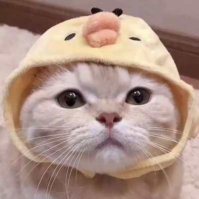 好看的qq女生头像情头