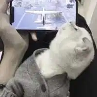  两只小猫伴侣头像