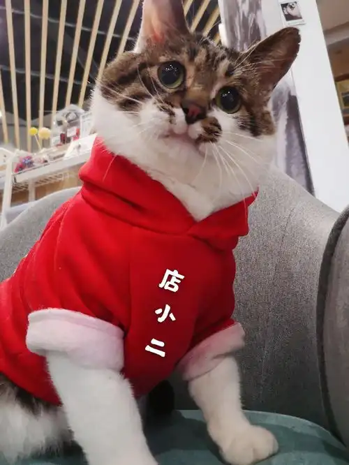  2020年12月07日两只萌猫
