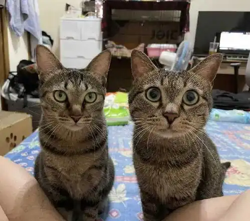 猫咪情侣头像一左一右壁