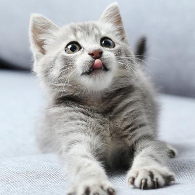  猫萌萌哒头像,可爱的小猫咪分享给用小猫做头像的女生