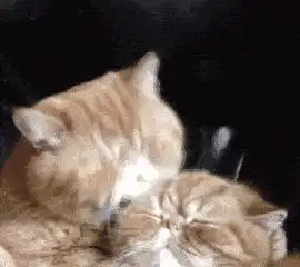  猫咪对你鼻吻,有很多含义,别不懂