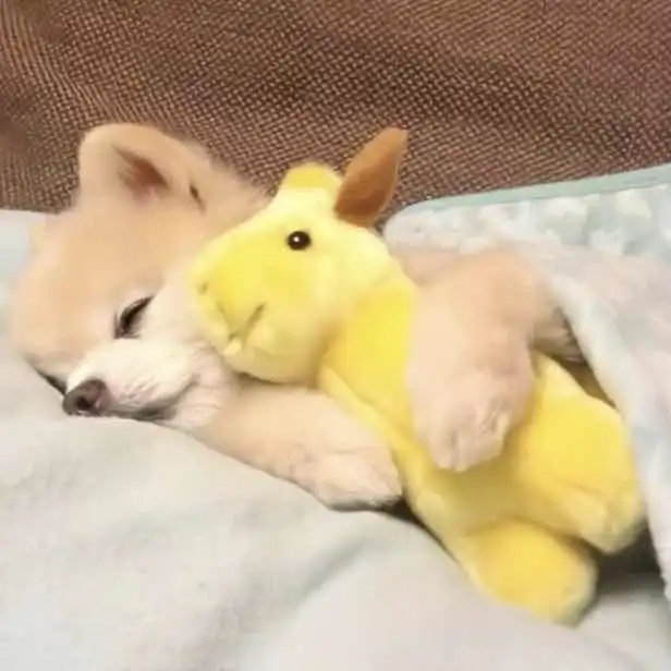  晚安的小美好