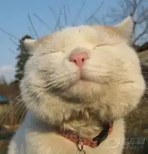 有关于猫的情侣头像情侣