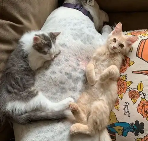  小猫被人领回家后,主动爬到狗狗身上睡觉这猫窝真暖和