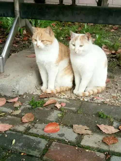 两只猫咪图片情侣头像两