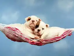  动物界情侣也浪漫十足