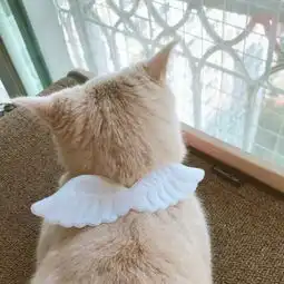 猫咪情侣头像一左一右情