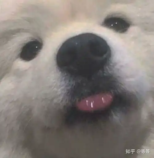 萌宠情侣头像狗狗