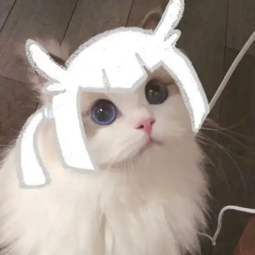  猫咪光遇头像