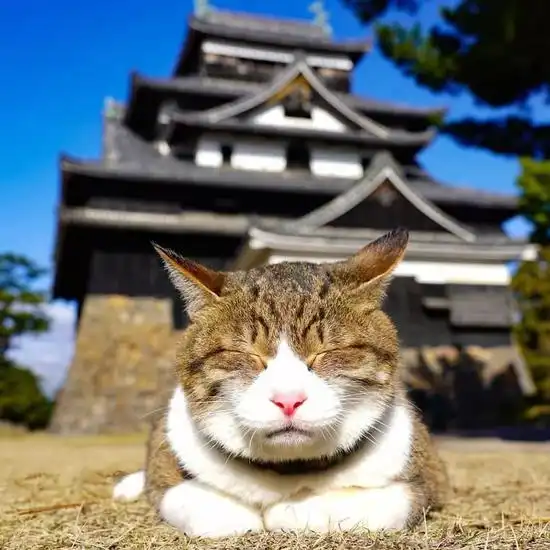  他的工作是带着两只猫旅行这是什么神仙生活