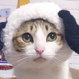  都2018年年末了,我还是没找到一起用猫咪情侣头像的人...