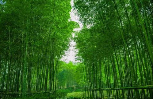  中国竹子在改变世界以竹代石全球爆火,多国排队采购