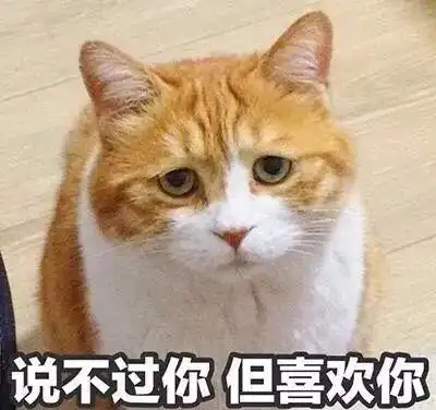  猫咪认错的4种表现主子都做到这个份上了,就原谅它吧