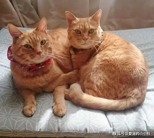  橘猫的成长速度有多惊人一秒钟就抱不动了
