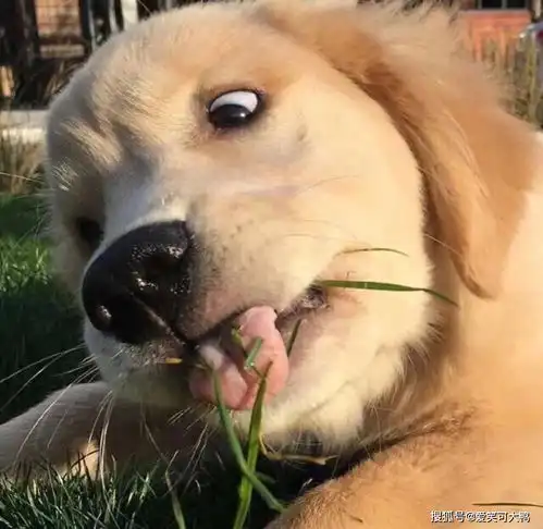  搞笑段子与趣图我20块钱一碗的牛肉面,怎么才一块牛肉