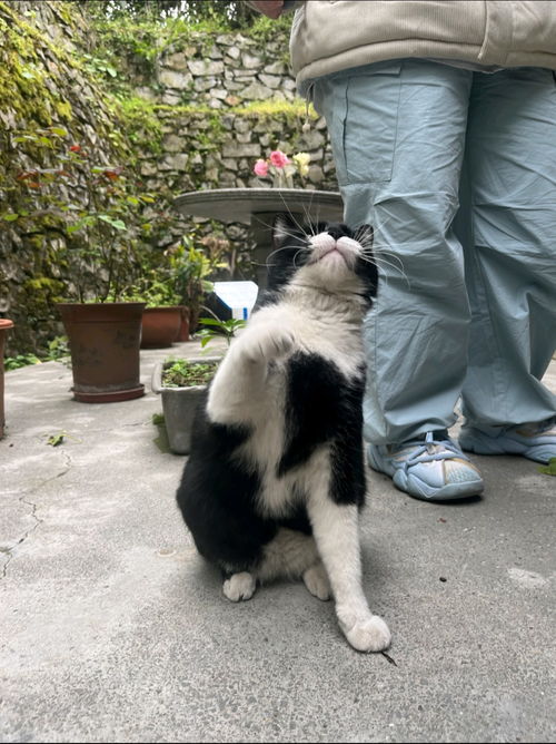 企鹅迎宾,馆猫加班重庆这些博物馆积极探索破圈之道