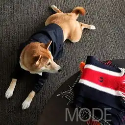  学网红穿搭成潮人,这只柴犬比男朋友还会穿衣