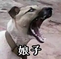  求图求图高悬赏求下面两只狗狗的情侣图看下图