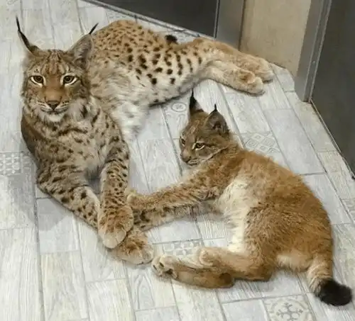  想养猫,又担心家里狗欺负猫,俄罗斯情侣干脆养了两只猞猁