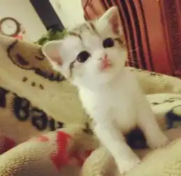  情人节送什么好