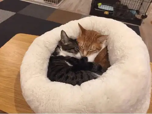  两只猫一起睡觉,冬天冷了要抱团取暖,猫猫花式秀恩爱酸哭大家
