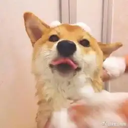  猫酱小阔耐的微博微博