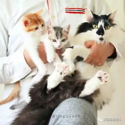  热点两只流浪奶猫被喵大哥带大之后忽然就抛弃大哥发起了狗粮