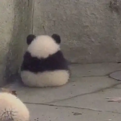 熊猫情侣头像七仔
