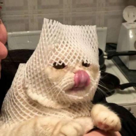  可爱动物头像,狗狗小猫猛男专属你快来吧