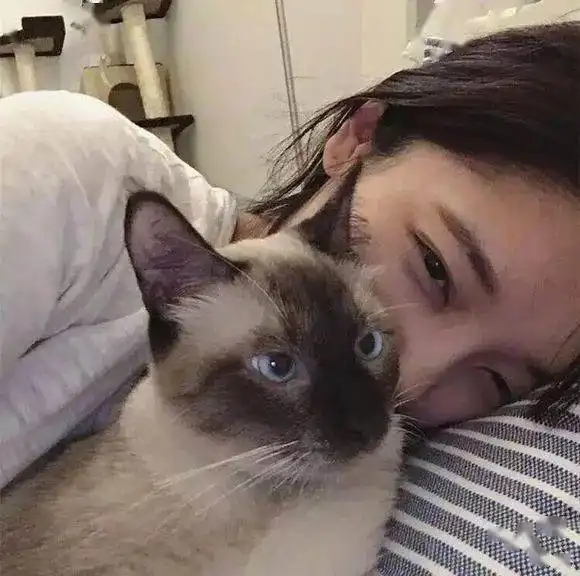  情头据统计城市里80的猫叫