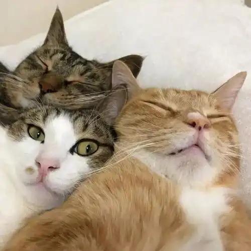  三只亲密无间的猫咪,这令人窒息的爱啊