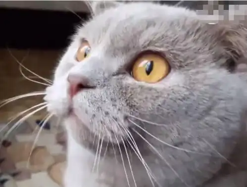 猫猫听到主人说它媳妇跑了这表情像是天塌了一样