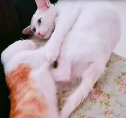  两只猫咪玩亲亲秀恩爱,白猫却意外掉下床,被它绝望的小眼神笑哭
