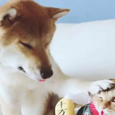  猫咪头像可爱图片萌宠猫咪图片大全可爱