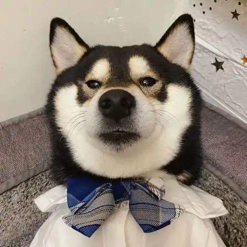 萌宠情侣头像搞笑
