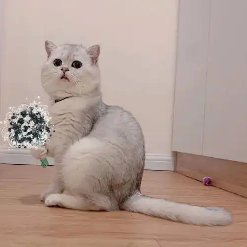  要不是有这张图,我都不信世上有这种猫