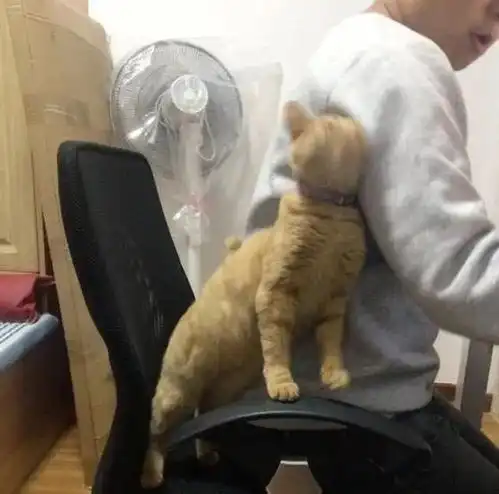  我家两只公猫,当着母猫的面啪啪啪