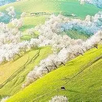  风景花类头像风景头像