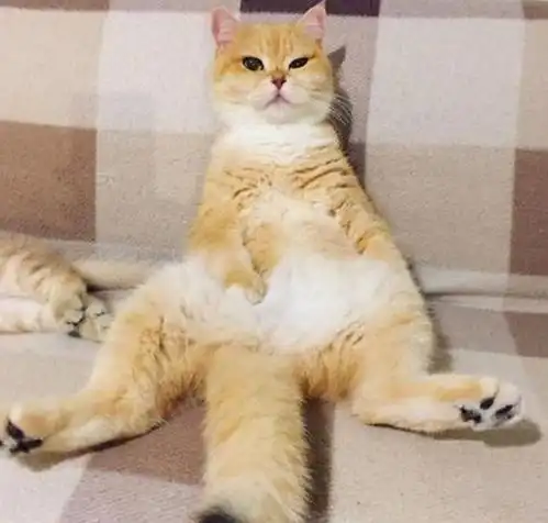  橘猫生了2只宝宝,孩子一天天胖起来,橘猫却日渐消瘦了