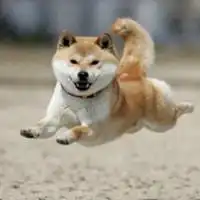  动漫秋田犬情侣头像微信头像图片大全