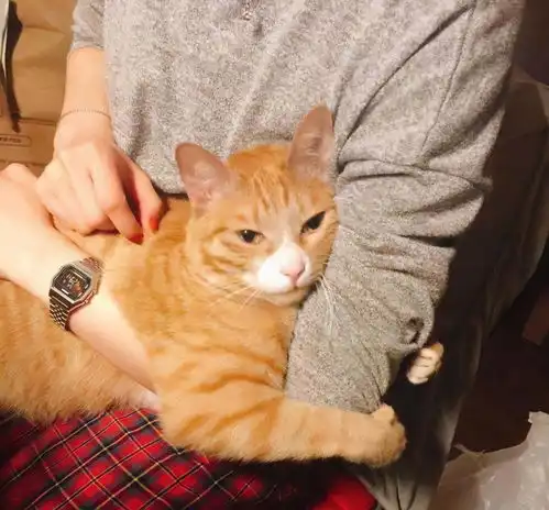  凌晨2点,我家的猫钻进了被窝猫咪到了冬天有多怕冷