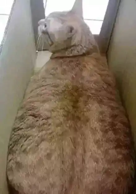  因为情侣吵架被遗弃,却肥成了猪