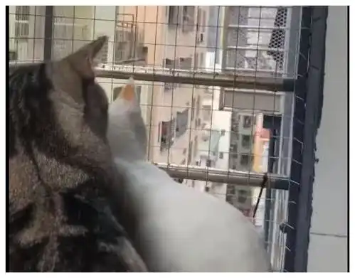  家里的两只猫朝旁边阳台看,邻居的猫眼神很幽怨别秀恩爱行不