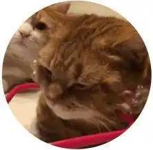  家里养两只猫一定要公平对待,否则...