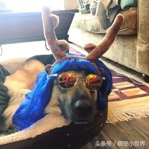 狗狗情侣头像一对异想天